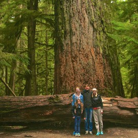 Cathedral Grove: Land Of Giant Trees