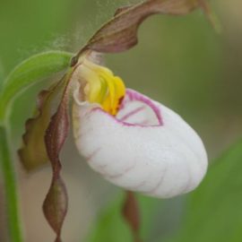Orchids Gone Wild: Okanagan Wild Flowers